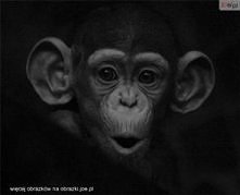 Maupa @ zoo /w.