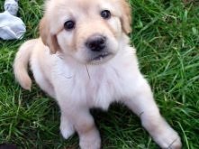 HOVAWART - szczeniaki kwiecień 2013	  
Kliknij i zobacz szczegóły / Zoomia.pl