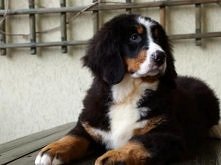 Berneński Pies Pasterski	   
Kliknij i zobacz szczegóły / Zoomia.pl