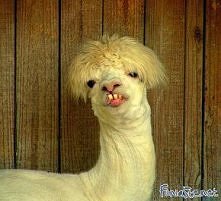 lama