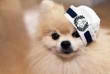 pies
