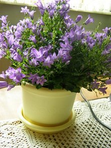 Moje kwiatki w doniczce, dzwoneczki;)