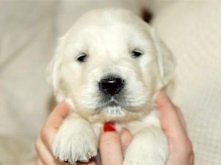 Golden Retriever z Rodowodem ZKWP
Kliknij i zobacz szczegóły / Zoomia.pl