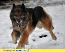 Szaman - piękny pies w typie DON SZUKA DOMU
Kliknij i zobacz szczegóły / Zoomia.pl