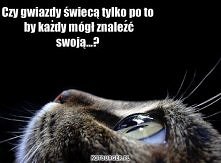 Kot i gwiazdy