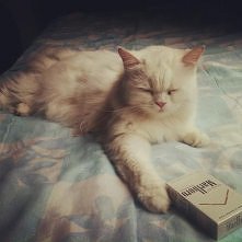 MarlboroCat :d
