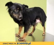Suczka Czarnula, wysterylizowana czeka na dom
Kliknij i zobacz szczegóły / Zoomia.pl