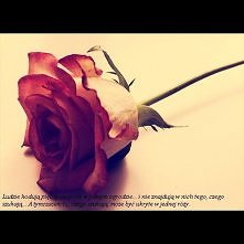 Jeśli kochasz kwiat, który znajduje się na jednej z gwiazd, jakże przyjemnie jest patrzeć w niebo. Wszystkie gwiazdy są ukwiecone...

Róże są efemeryczne. Efemeryczne, znaczy za...