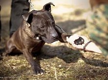 Łagodny, wesoły Kostek_ Mix amstaf
Kliknij i zobacz szczegóły / Zoomia.pl