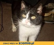 Gryfek szuka domu!
Kliknij i zobacz szczegóły / Zoomia.pl