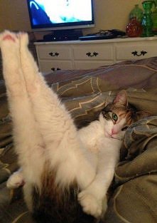 piękne mam nóżki prawda?