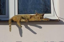 uchwycone u kogoś na parape...