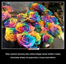 tęczowe róże