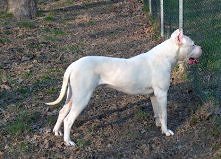 Dogo Argentino;)