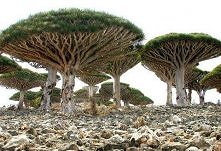 Dragon Trees | Socotra Island | Republic of Yemen