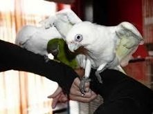 Hodowla papug
Kliknij i zobacz szczegóły / Zoomia.pl