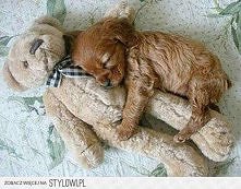 z takim przyjacielem śpi si...