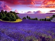 lavender fields