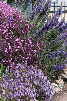 Shades Of Purple