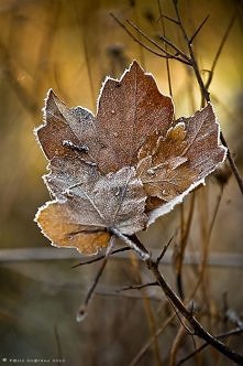 fall frost