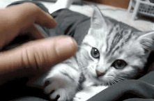 Jeny jakie słodkie! *.* Ani...