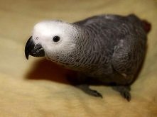 Żako Kongijskie
Zoomia.pl/ Kliknij i zobacz szczegóły