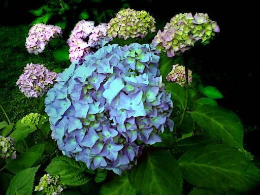 hydrangea