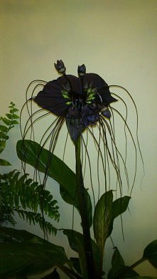 tacca black beauty
