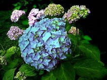 hydrangea