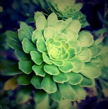 euphorbia