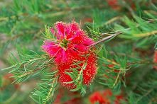 kwitnące drzewo w AU