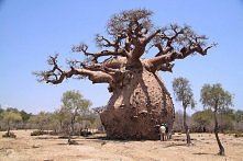 Baobab