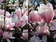 magnolie na blogu tendom.blogspot.com