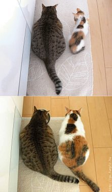 Lat  przybywa  i  kilogramó...