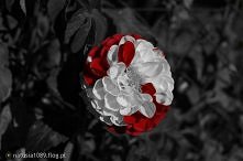 zdjęcie z mojego flog'a