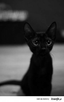 To, jak traktujesz koty, de...