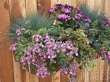 kompozycja z osteospermum