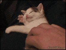 o tak właśnie tak =^.^=