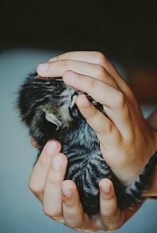 ......mały kociak :D