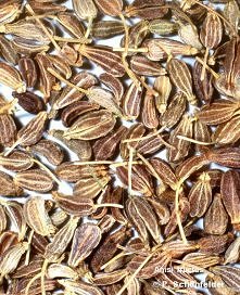 Właściwości anyżu. Kliknij w zdjęcie.