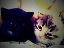 mrau ^^