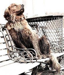 Na spacerze z psem :)