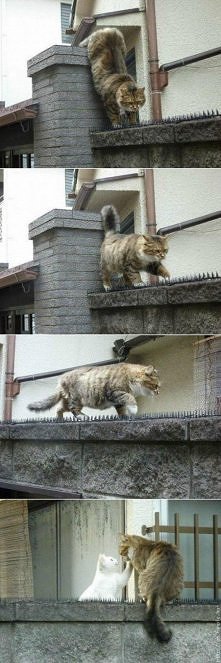 Romeo  ty  mój  Romeo  :)