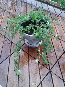 sliwcia.blogspot.com/