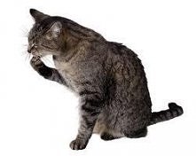 Jak dbać o kota? Kliknij w ...