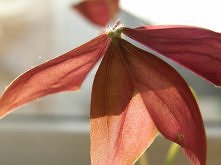 Jakaś roślinka :3 Chyba trójlistnik czy coś~