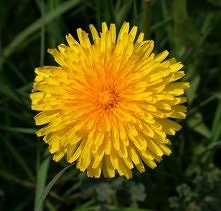 Właściwości lecznicze mniszka lekarskiego.