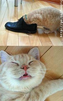 ha  ha  ha