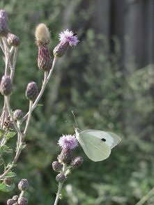 Jednak pastelowe kolory mają w sobie coś urzekającego...