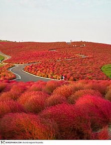 Hitachi Seaside Park, Japan